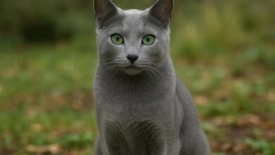 Russian blue kittens names