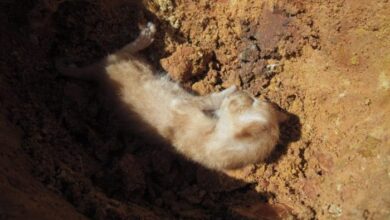 Why Do Cats Bury Their Food? 4 Reasons You Should Know