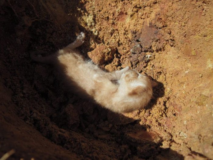 Why Do Cats Bury Their Food? 4 Reasons You Should Know