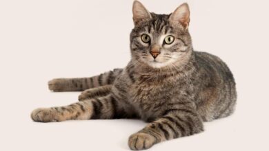 Classic Tabby Markings at Nathaniel Birge blog