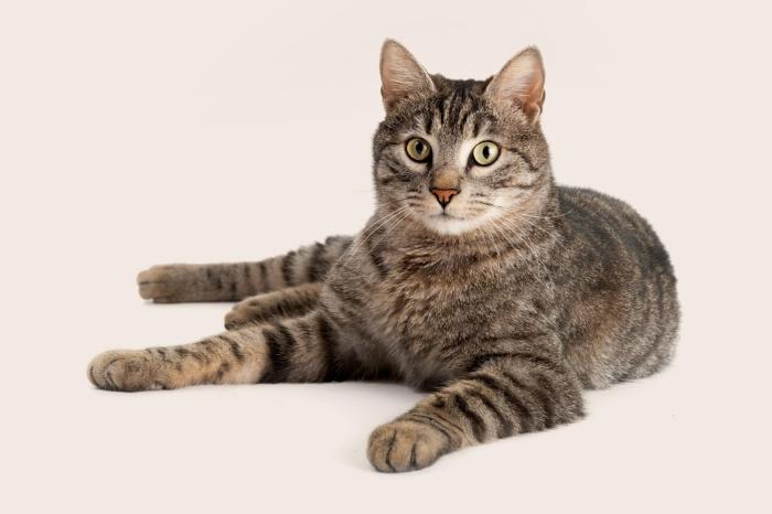 Classic Tabby Markings at Nathaniel Birge blog