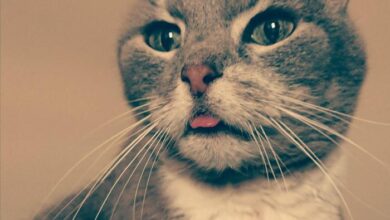 This is my cat blepping : r/Blep
