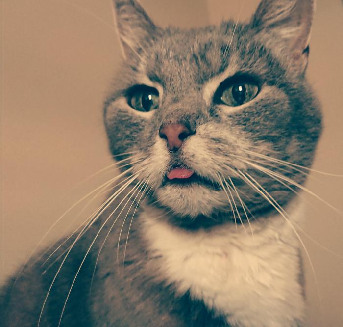 This is my cat blepping : r/Blep