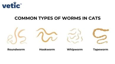 Deworming Your Cat: Types and Signs of Worms in Cats
