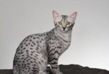 CHEETOH CAT PERSONALITY AND BREED (ALL YOU NEED TO KNOW) - DorkyCats