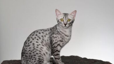 CHEETOH CAT PERSONALITY AND BREED (ALL YOU NEED TO KNOW) - DorkyCats