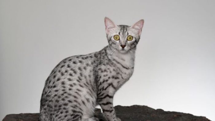 CHEETOH CAT PERSONALITY AND BREED (ALL YOU NEED TO KNOW) - DorkyCats