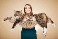 12 Biggest Maine Coon Cats In The World - Maine Coon Central