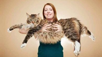 12 Biggest Maine Coon Cats In The World - Maine Coon Central