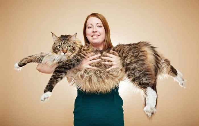 12 Biggest Maine Coon Cats In The World - Maine Coon Central