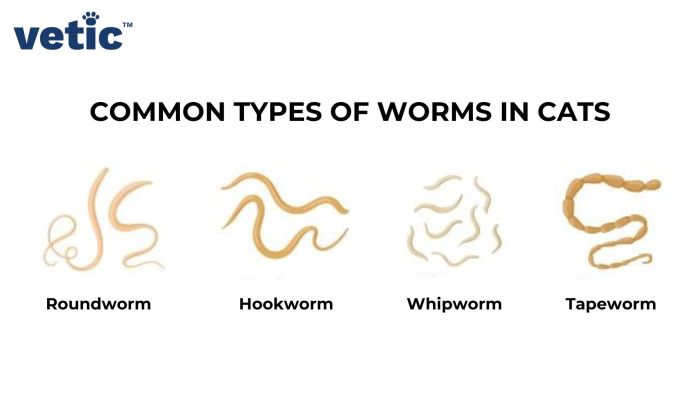 Signs of Tapeworm in Cats