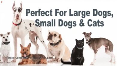 Best Tracking Device for Cats: 6 Effective Options - Dirtbags with Furbags