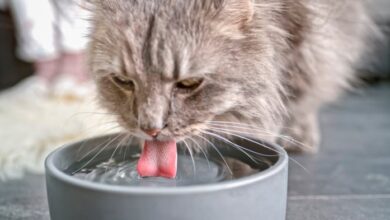 Unflavored pedialyte for cats