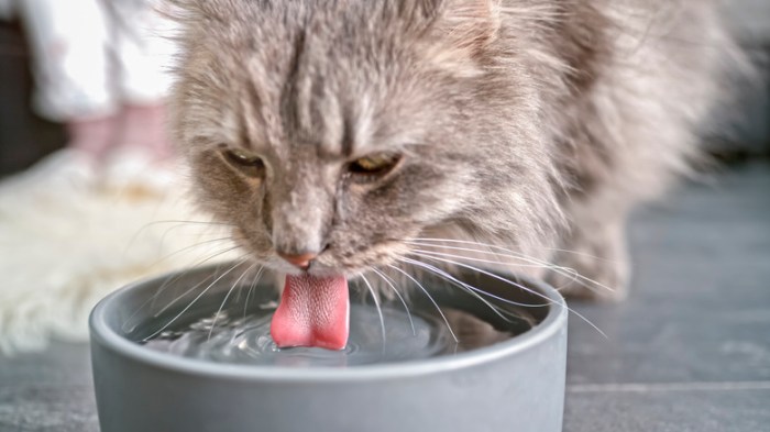 Unflavored pedialyte for cats