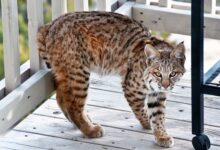 Thinking of Getting Bobcat As Pet? Find Out If It's A Good Idea!