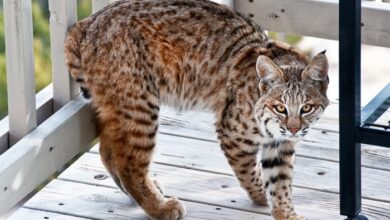 Thinking of Getting Bobcat As Pet? Find Out If It's A Good Idea!