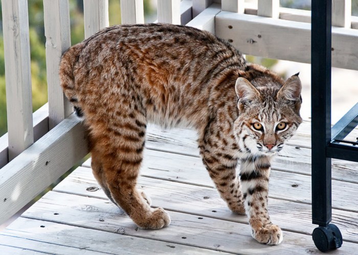 Thinking of Getting Bobcat As Pet? Find Out If It's A Good Idea!
