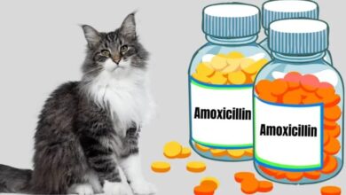 Amoxicillin for cats