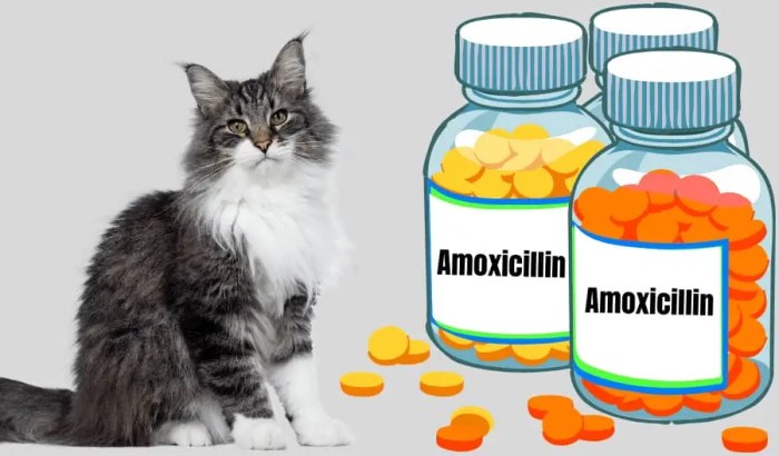Amoxicillin for cats