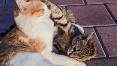 Do Cats Hiss When They Play? | Pet Care Advisors