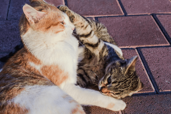 Do Cats Hiss When They Play? | Pet Care Advisors