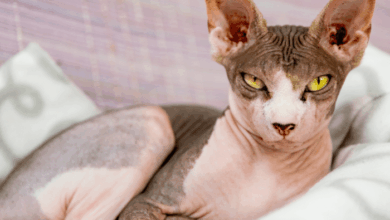 15 Charming Cat Breeds With Large Ears
