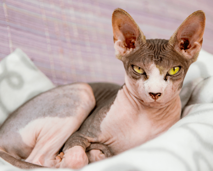 15 Charming Cat Breeds With Large Ears
