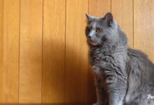 Chartreux Cat-Majestic, Gentle, and Intelligent Companions – The Pet Pros