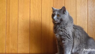 Chartreux Cat-Majestic, Gentle, and Intelligent Companions – The Pet Pros