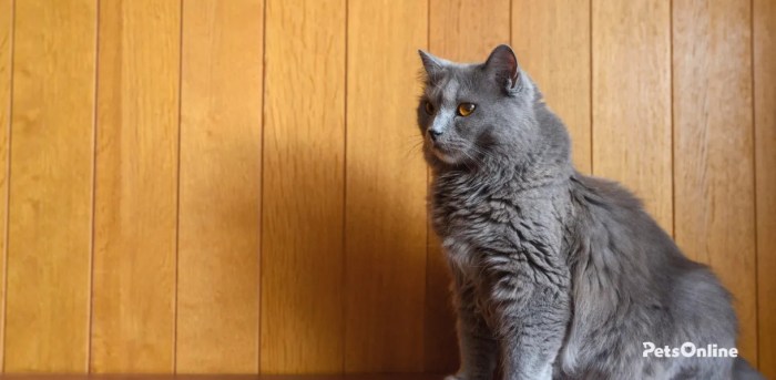 Chartreux Cat-Majestic, Gentle, and Intelligent Companions – The Pet Pros