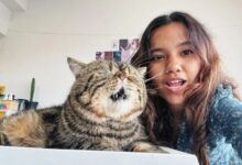 Breeds of cats with no tail