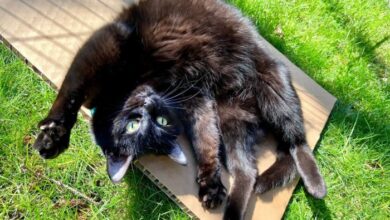 The 5 Cat Personality Types: Which Is Your Cat? - Cats.com