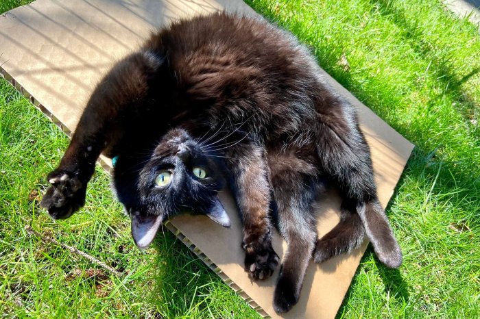 The 5 Cat Personality Types: Which Is Your Cat? - Cats.com