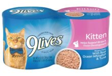 Authority Wet Kitten Food at Norma Plouffe blog