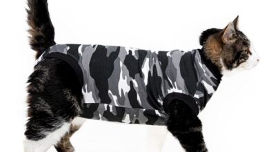 5 Cat Cone Alternatives