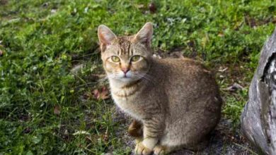 Ticked Tabby Cat Facts You Probably Didn’t Know - Cats.com