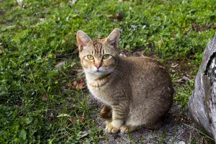 Ticked Tabby Cat Facts You Probably Didn’t Know - Cats.com