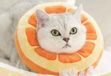 8 Cat Cone Alternatives for Recovery - Vetstreet | Vetstreet