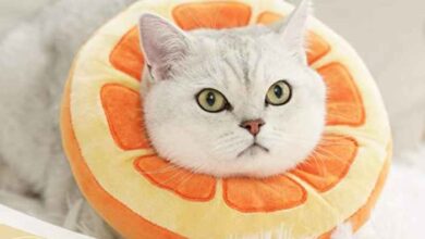 8 Cat Cone Alternatives for Recovery - Vetstreet | Vetstreet