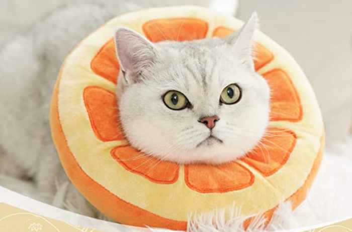 8 Cat Cone Alternatives for Recovery - Vetstreet | Vetstreet
