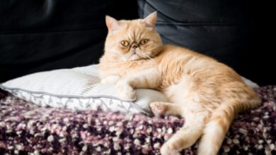 Cute Cats With Smushed Faces - rtkrockytopkid