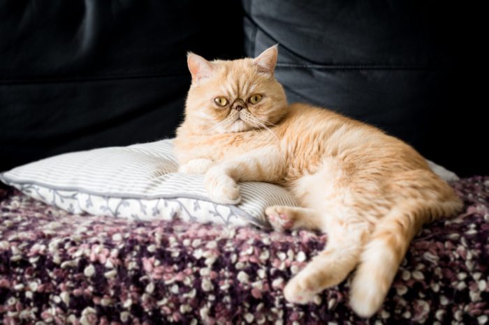 Cute Cats With Smushed Faces - rtkrockytopkid