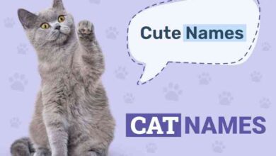 Purrfect Female Cat Names - Cat Name Cove