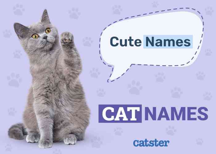 Purrfect Female Cat Names - Cat Name Cove