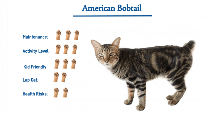 American Bobtail Cat - Breed Profile and Facts