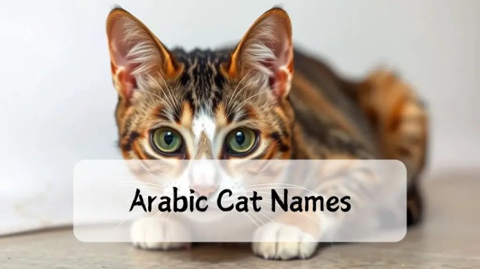 300+ Beautiful Arabic Cat Names with Meanings - Arabic Names