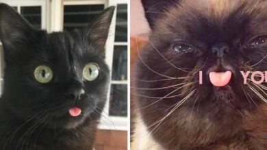 Literally Just 16 Photos of Cats Sticking Out Their Little Tongues ...