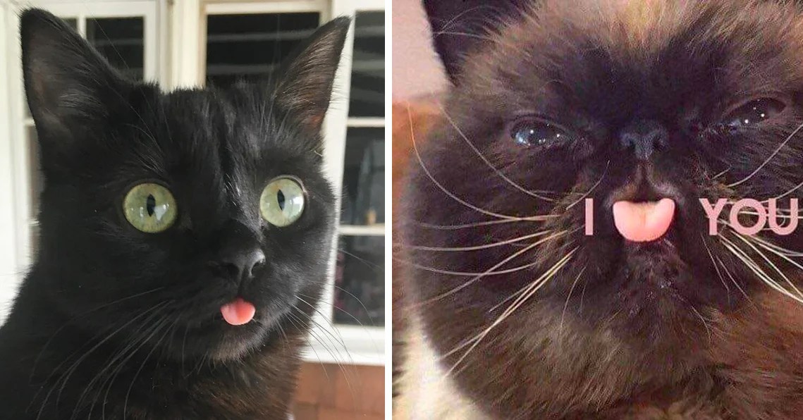 Literally Just 16 Photos of Cats Sticking Out Their Little Tongues ...