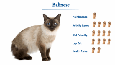 Smart, sweet, and sociable. The Balinese has it all!