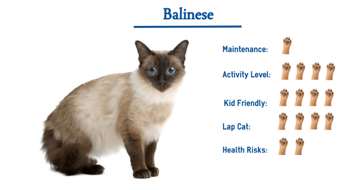 Smart, sweet, and sociable. The Balinese has it all!